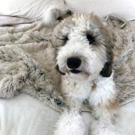 Grey Waterproof Dog Blanket - VAILEO